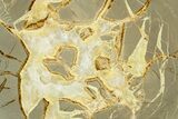 Polished Septarian Slab - Utah #378556-1